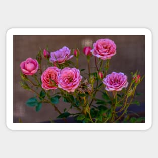 Pink Miniature Roses Sticker